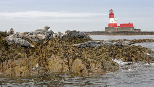 Seals and Great black-backed gulls gather on a rock on the Farne Islands, Northumberland